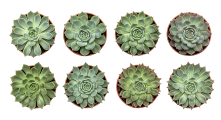 Eight potted succulents arranged two rows, showcasing their rosette patterns and vibrant green hues. plants are isolated transparency background, highlighting their symmetry and natural beauty