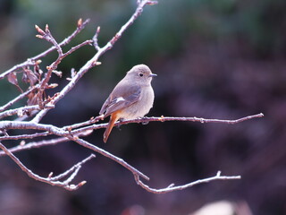 美しい背景と枝にとまるジョウビタキの雌