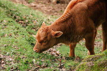 Fototapeta premium Young brown calf grazing on lush green grass in a serene rural setting, surrounded by natural foliage, showcasing the beauty of farm life and animal care