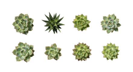 Array of green succulents and aloe vera plants isolated on transparency background, showcasing various shapes and textures. Perfect for botanical and gardening themes