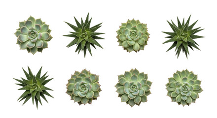 Collection of eight green succulent plants arranged in two rows on transparency background, showcasing their unique rosette and spiky leaf patterns