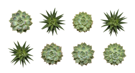 Collection of eight green succulent plants arranged in two rows on transparency background, showcasing their unique rosette and spiky leaf patterns