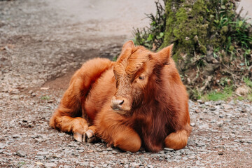 Naklejka premium Young calf resting on rocky ground, surrounded by greenery, showcasing its soft fur and peaceful demeanor in a natural rural environment