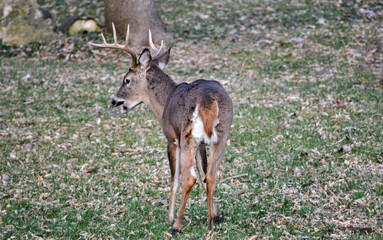 10-point buck in SE Michigan. He was injured in his left rear leg.