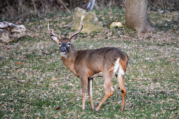 10-point buck in SE Michigan. He was injured in his left rear leg.