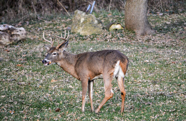 10-point buck in SE Michigan. He was injured in his left rear leg.