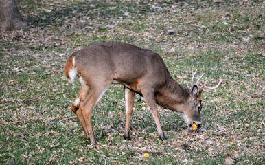 10-point buck in SE Michigan. He was injured in his left rear leg.