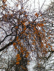 Caucasian plum tree (Prunus cerasifera var. divaricata) laden with bright yellow fruits on bare autumn branches, natural orchard scene under overcast sky.