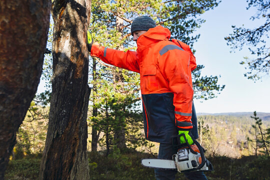 Calm assessment of man evaluates damaged tree trunk before cutting, holding a chainsaw and checking angles with steady awareness. Practical intent, strong textures and Copy space.