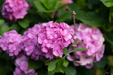 Vibrant Pink Hydrangea Blooms in a Summer Garden