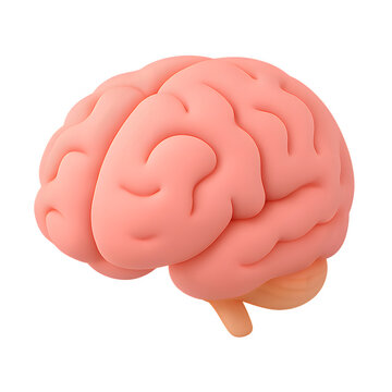 Isolated 3D human brain vector illustration for medical anatomy and neurology science
