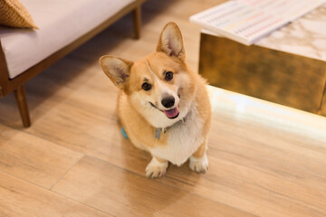 dog offers solace, peaceful dog seated on floor creates soothing and supportive atmosphere at home