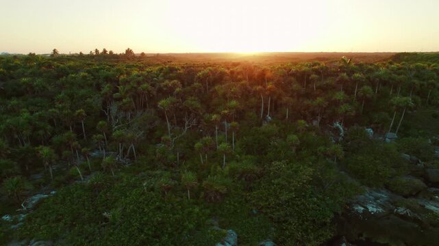 Sunset over tropical palm forest near rocky coast in Yucatan peninsula Mexico