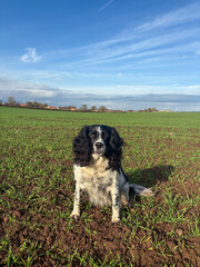 Spinger Spaniel running around in a field, North Yorkshire, England, United Kingdom