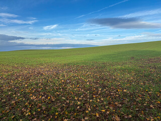 A field of winter wheat in early November on a sunny day, North Yorkshire, England, United Kingdom