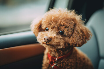 Poodle in a car looks out the window. Red collar adds color.