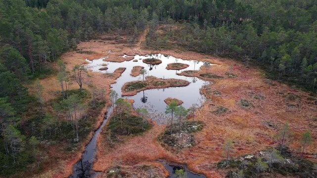 Majestic aerial footage capturing a serene peat bog with small islands and dark water, nestled within a vast and dense evergreen pine forest in the beautiful wilderness of Sweden