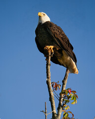 American Bald Eagle 