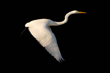 Egret Taking Flight