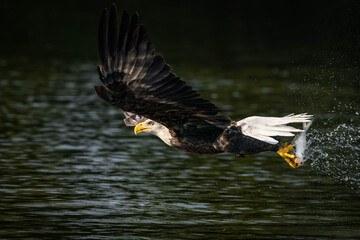 Eagle Snatching a Fish to Eat
