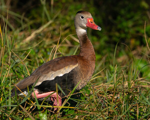 Black-bellied Whistling Duck Walking Along the Edge of a Lake