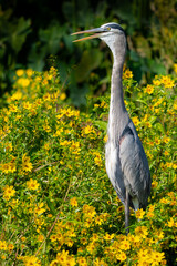 Great Blue Heron with Tongue Stickign out