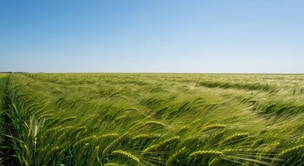Verdant field of barley under a clear, bright blue summer sky