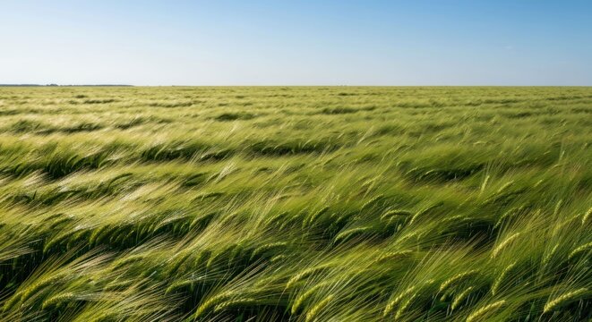Vast green field of wheat swaying gently in the wind under a clear sky