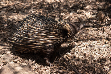 the short nosed echidna has strong-clawed feet and spines on the upper part of a brownish body