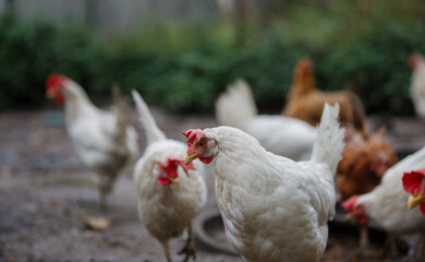 White chicken looking on poultry farm