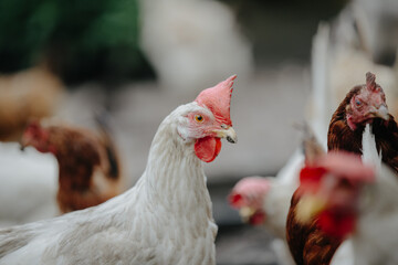 White hen watching with other chickens on farm