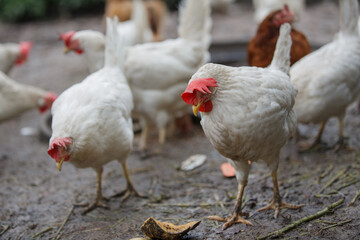White chickens foraging on muddy farm ground