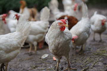 White chicken standing in farmyard dirt looking