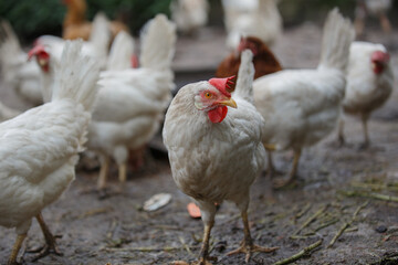 White chicken standing in muddy farmyard with other chickens