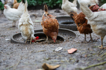 Free range chickens eating grain from feeder