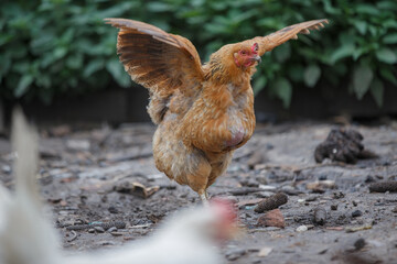 Brown hen stretching wings on dusty ground