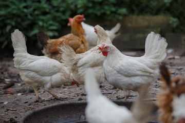 Chickens grazing in outdoor rural farmyard enclosure