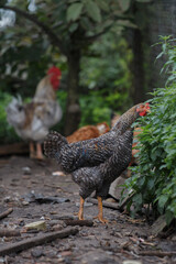Speckled chicken pecking fresh green leaves in backyard