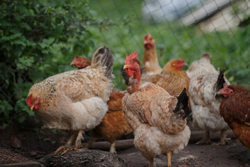 Free range chickens foraging on traditional farm yard