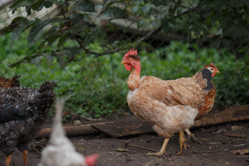 Bare-necked chicken walking in backyard farm