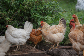 Domestic chickens standing in rural farmyard setting