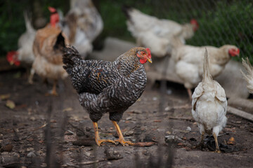 Speckled hen standing on ground with other chickens
