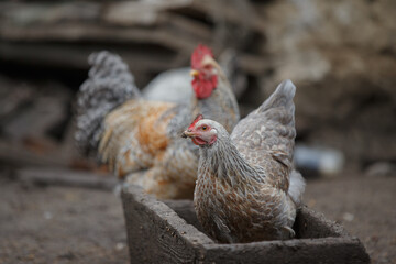 Free-range chickens feeding on a rural farm