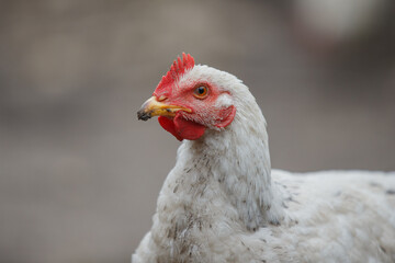 White chicken hen closeup looking sideways
