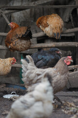 Domestic chickens resting in a rustic coop environment