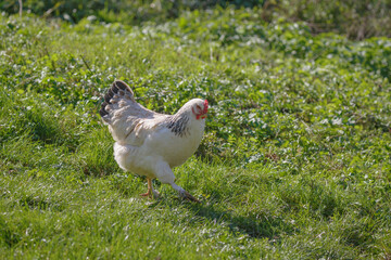 Free range hen walking on lush farm grass