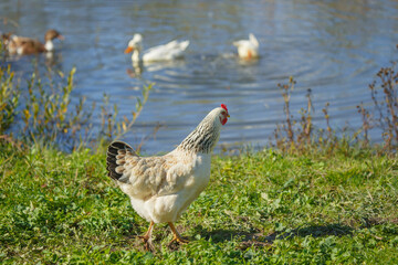 Chicken walking on green grass by pond with ducks