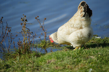 White hen foraging for food along water's edge