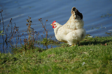 White chicken by water on green grass