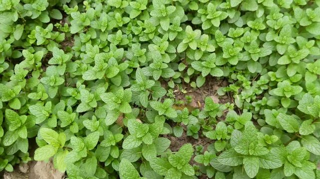 Fresh Green Mint Leaves Growing Abundantly in Garden | Organic Pudina Herb Plant Foliage Close-Up Natural Texture Footage